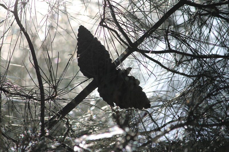Pine Cone on Branch — Black