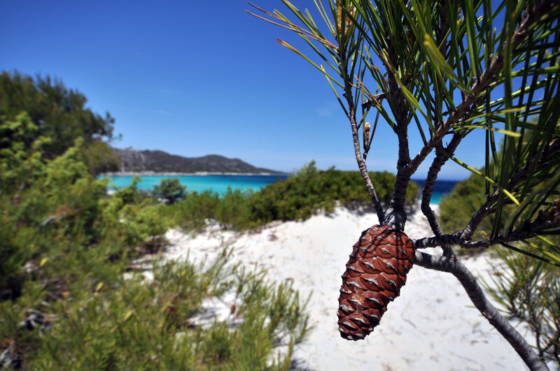 Pine Cone on Branch — Blue