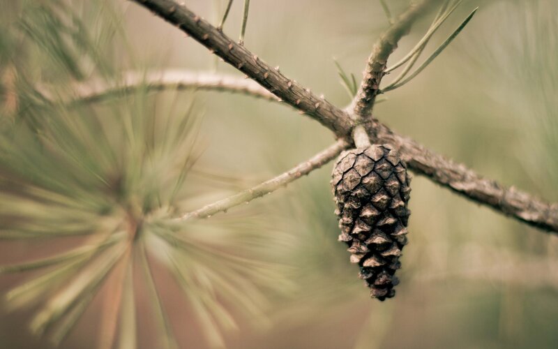 Pine Cone on Branch — Brown, Calm