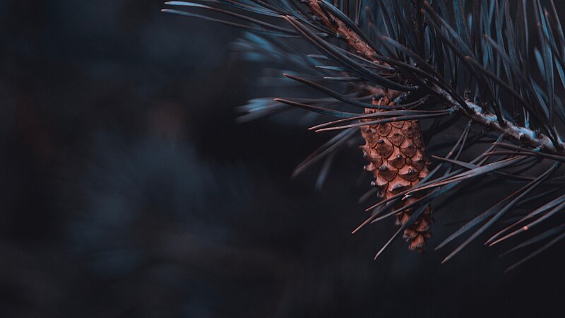 Pine Cone on Branch — Brown, Dark