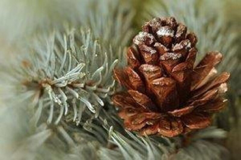 Pine Cone on Branch — Brown