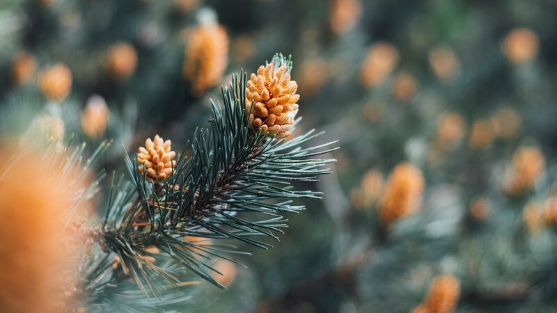 Pine Cone on Branch — Green, Calm, Autumn