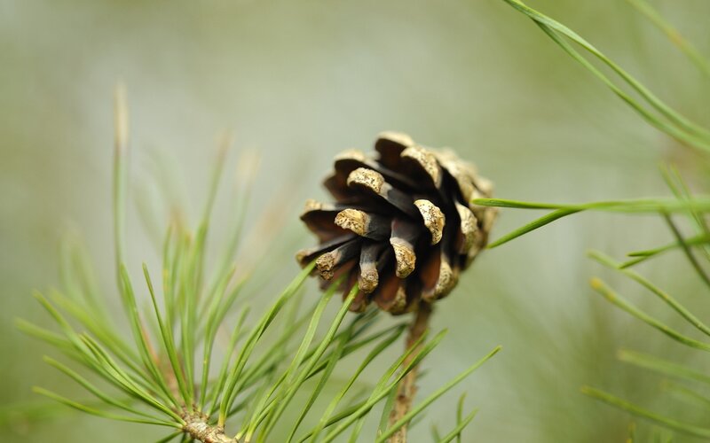 Pine Cone on Branch — Green, Calm, Photograph, Pine Needles