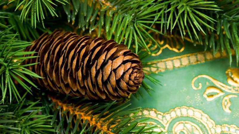 Pine Cone on Branch — Green, Calm, Photograph