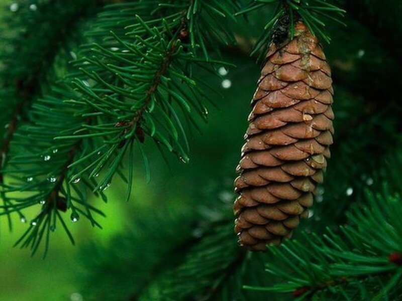 Pine Cone on Branch — Green, Calm