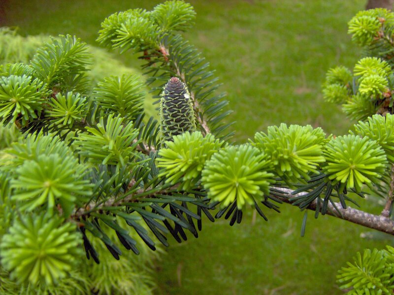 Pine Cone on Branch — Green, Natural, Spring