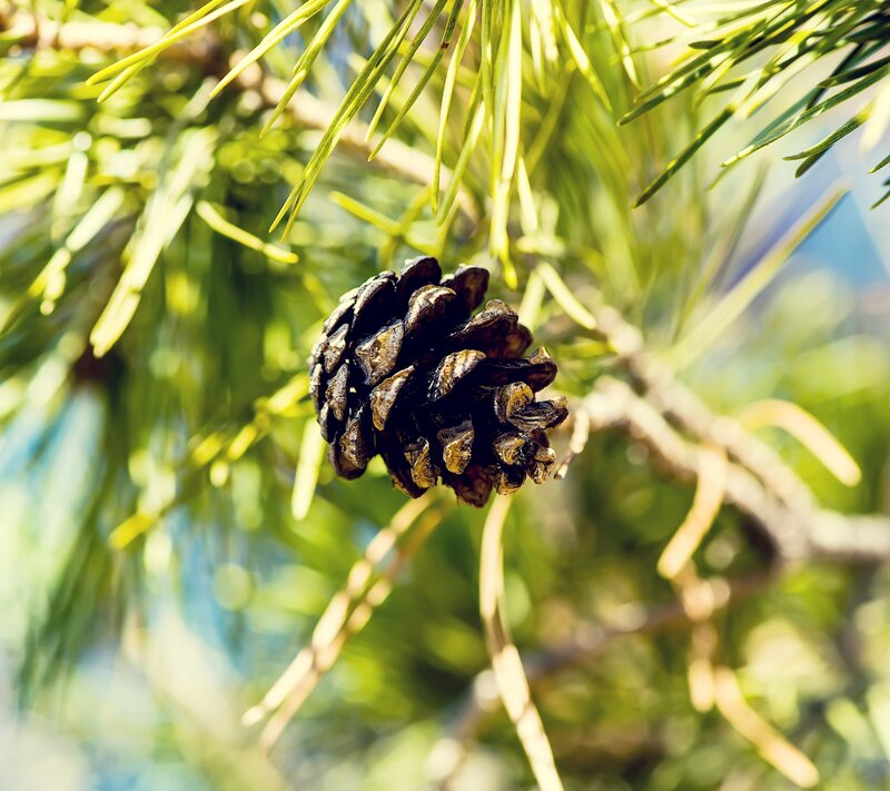 Pine Cone on Branch — Green, Serene, Afternoon, Photograph, Pine Needles, Sky