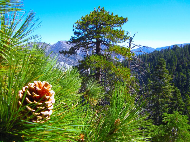 Pine Cone on Branch — Green, Serene, Afternoon