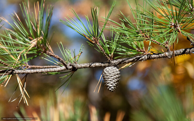 Pine Cone on Branch — Green, Serene, Autumn