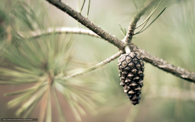 Pine Cone on Branch — Green, Serene, Photograph, Needles