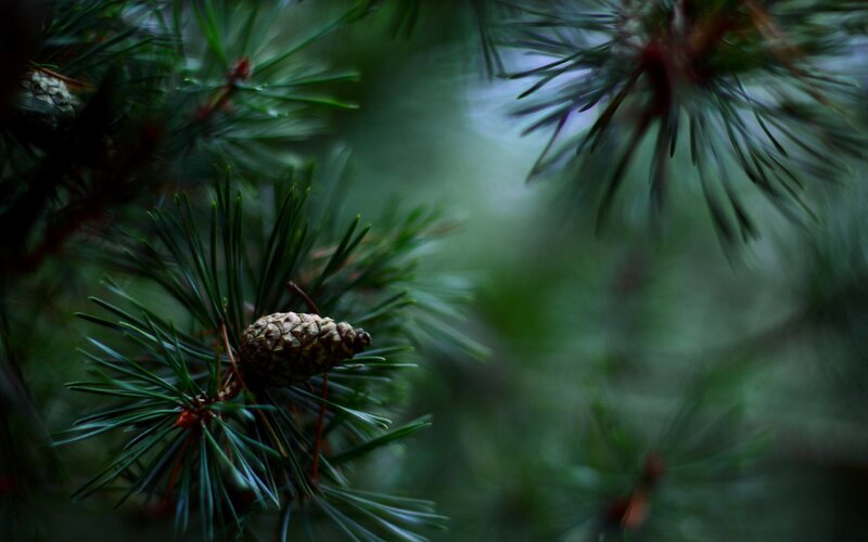 Pine Cone on Branch — Green, Serene, Photograph, Pine Needles