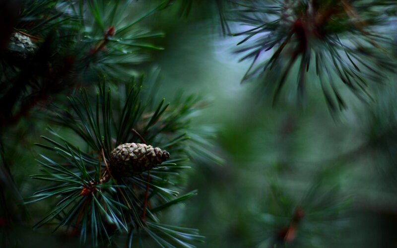Pine Cone on Branch — Green, Serene, Photograph