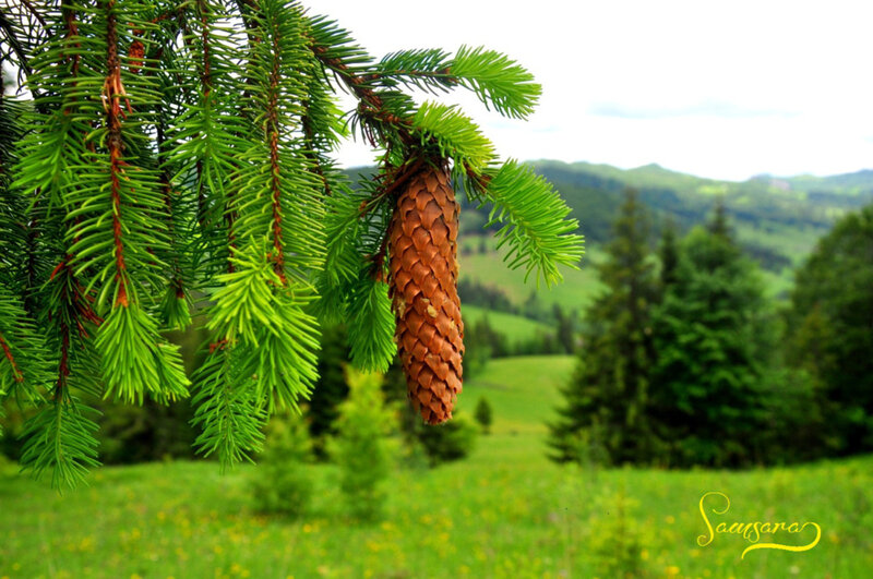Pine Cone on Branch — Green, Serene, Summer