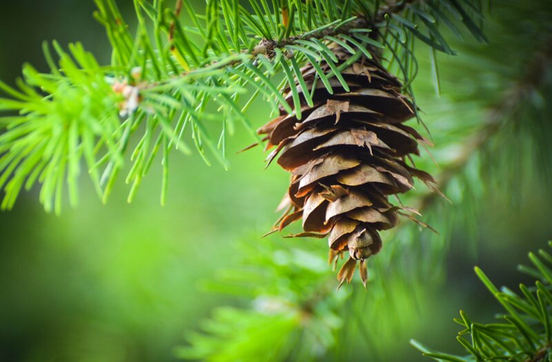 Pine Cone on Branch — Green, Serene