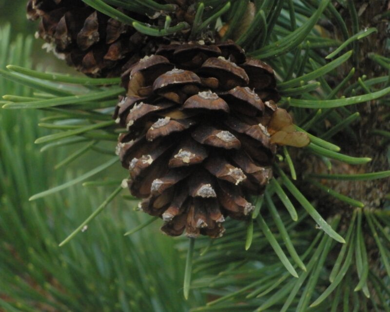 Pine Cone on Branch — Green