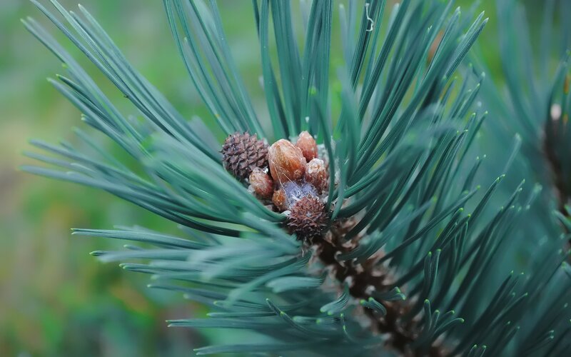 Pine Cone on Branch