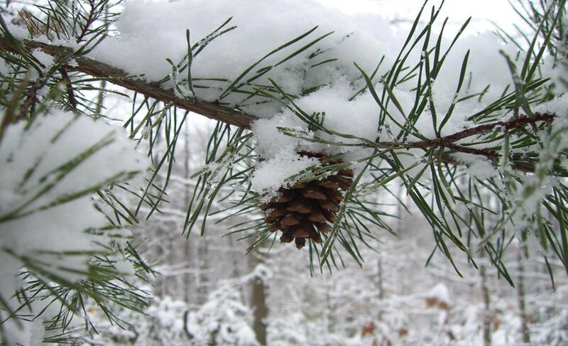 Pine Cone on Branch — White