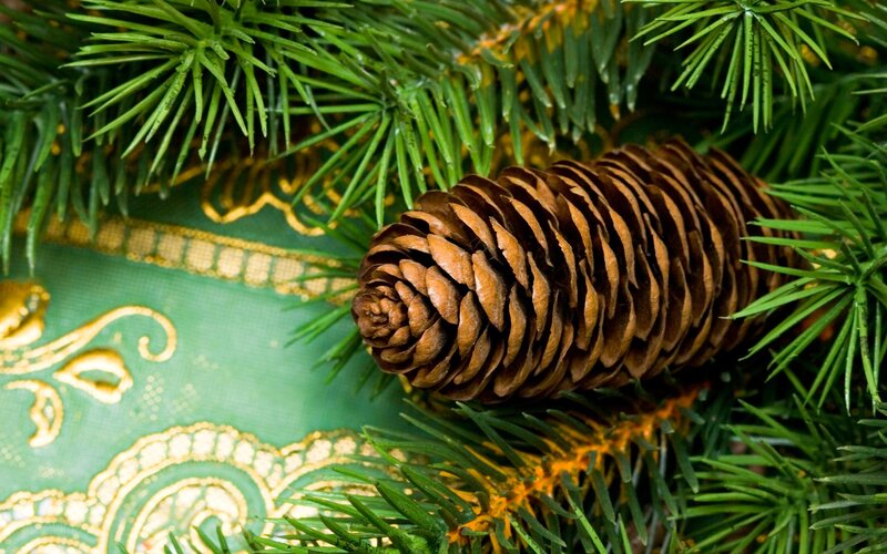 Pine Cone on Evergreen Branches — Green