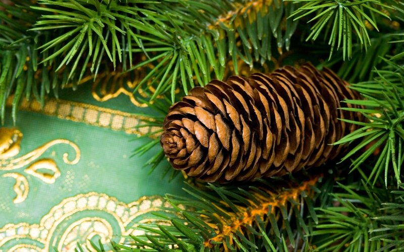 pine cone on evergreen branches