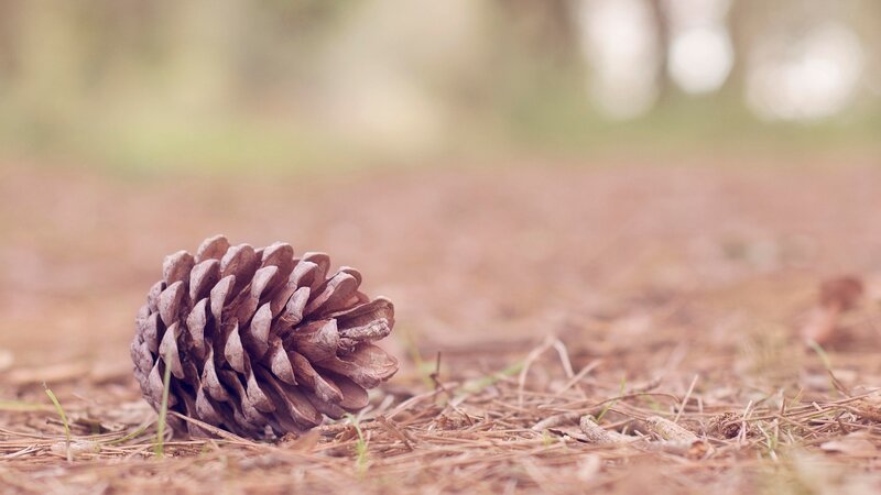 Pine Cone on Forest Floor — Brown