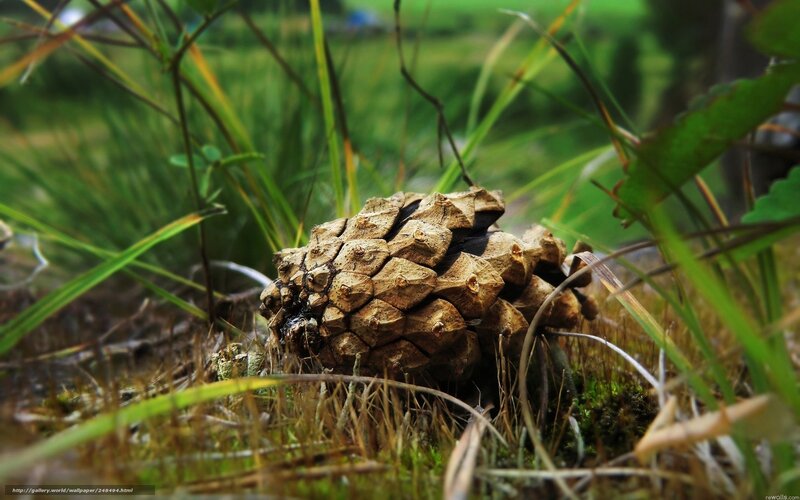 Pine Cone on Forest Floor — Green