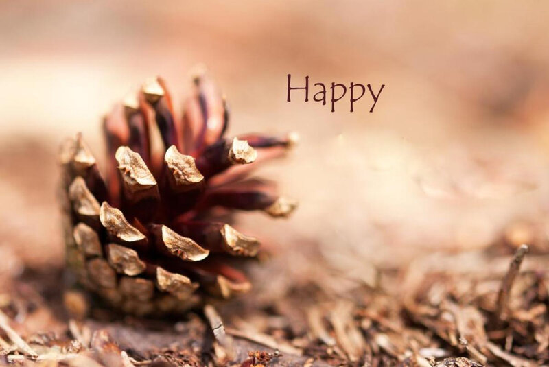 Pine Cone on Forest Floor