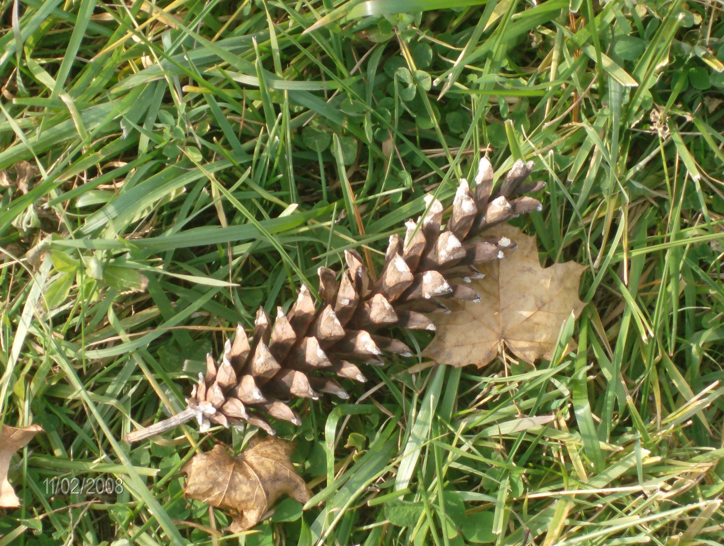 Pine cone on grass