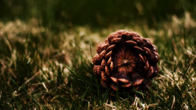 Pine Cone on Grass — Brown, Natural