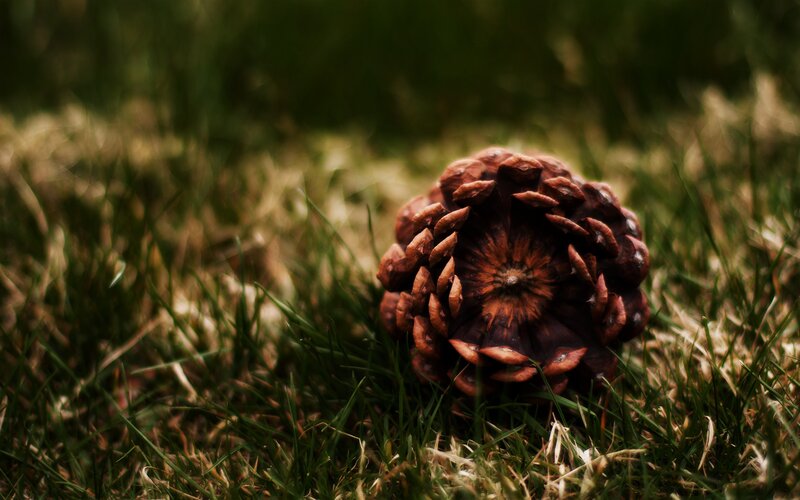 Pine Cone on Grass — Brown