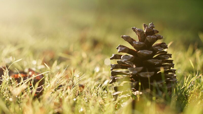 Pine Cone on Grass — Green