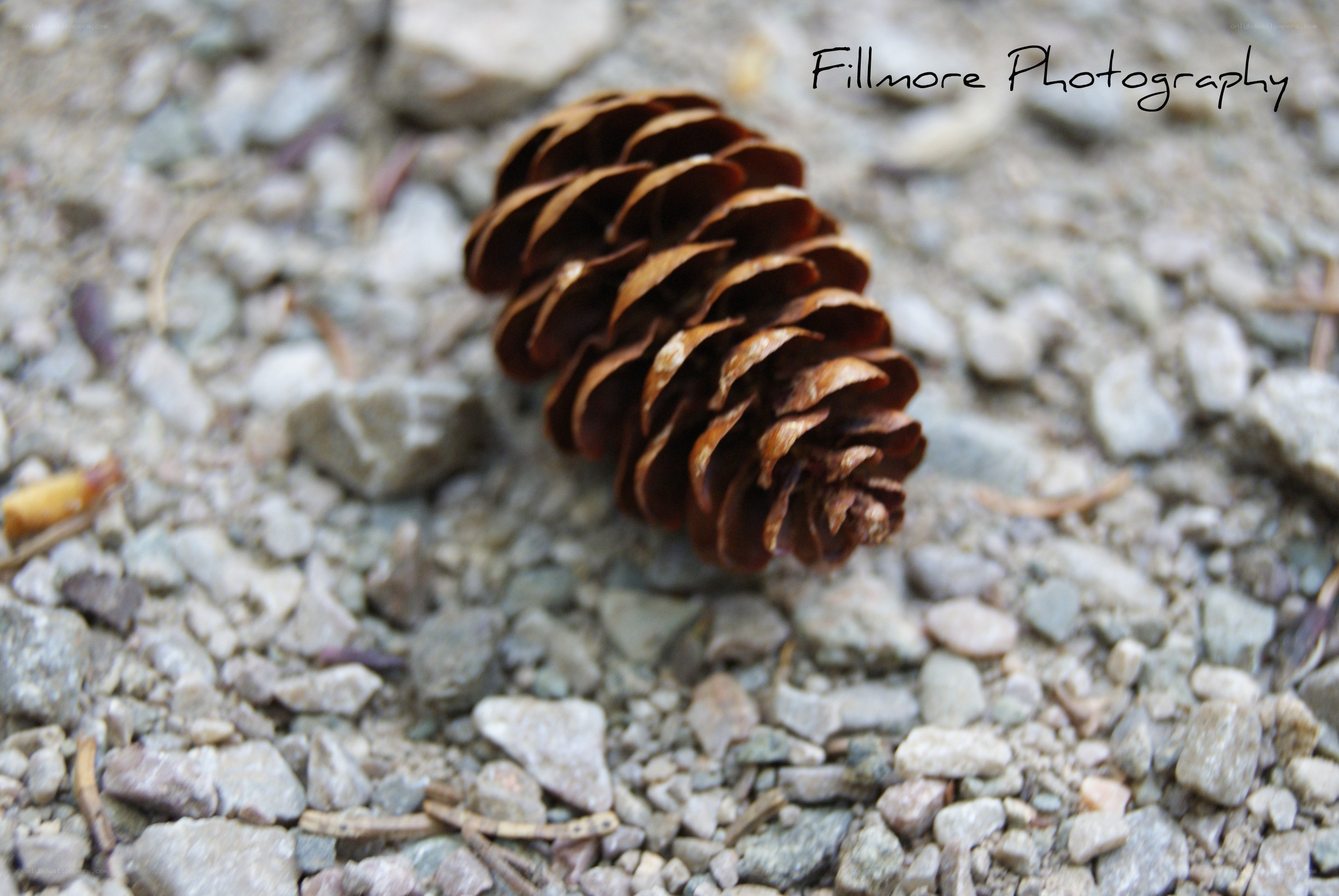 Pine cone on gravel
