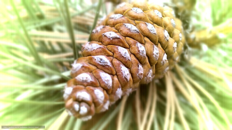 Pine cone on green branches