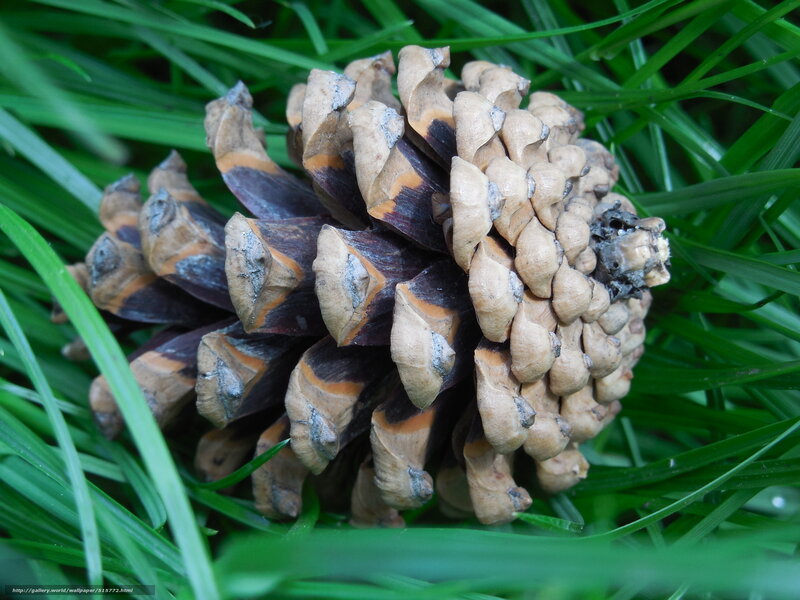Pine cone on green grass