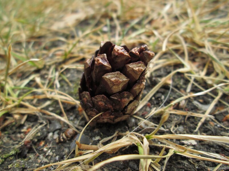 Pine Cone on Ground