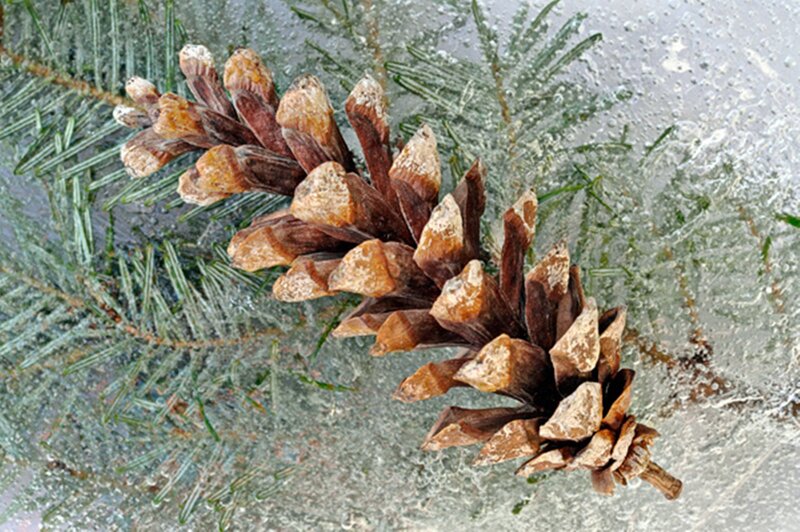 Pine Cone on Ice