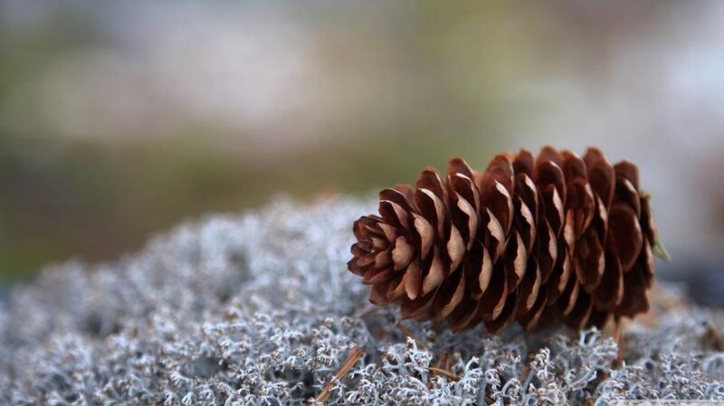 Pine Cone on Lichen — Brown