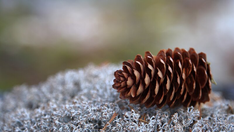 pine cone on lichen