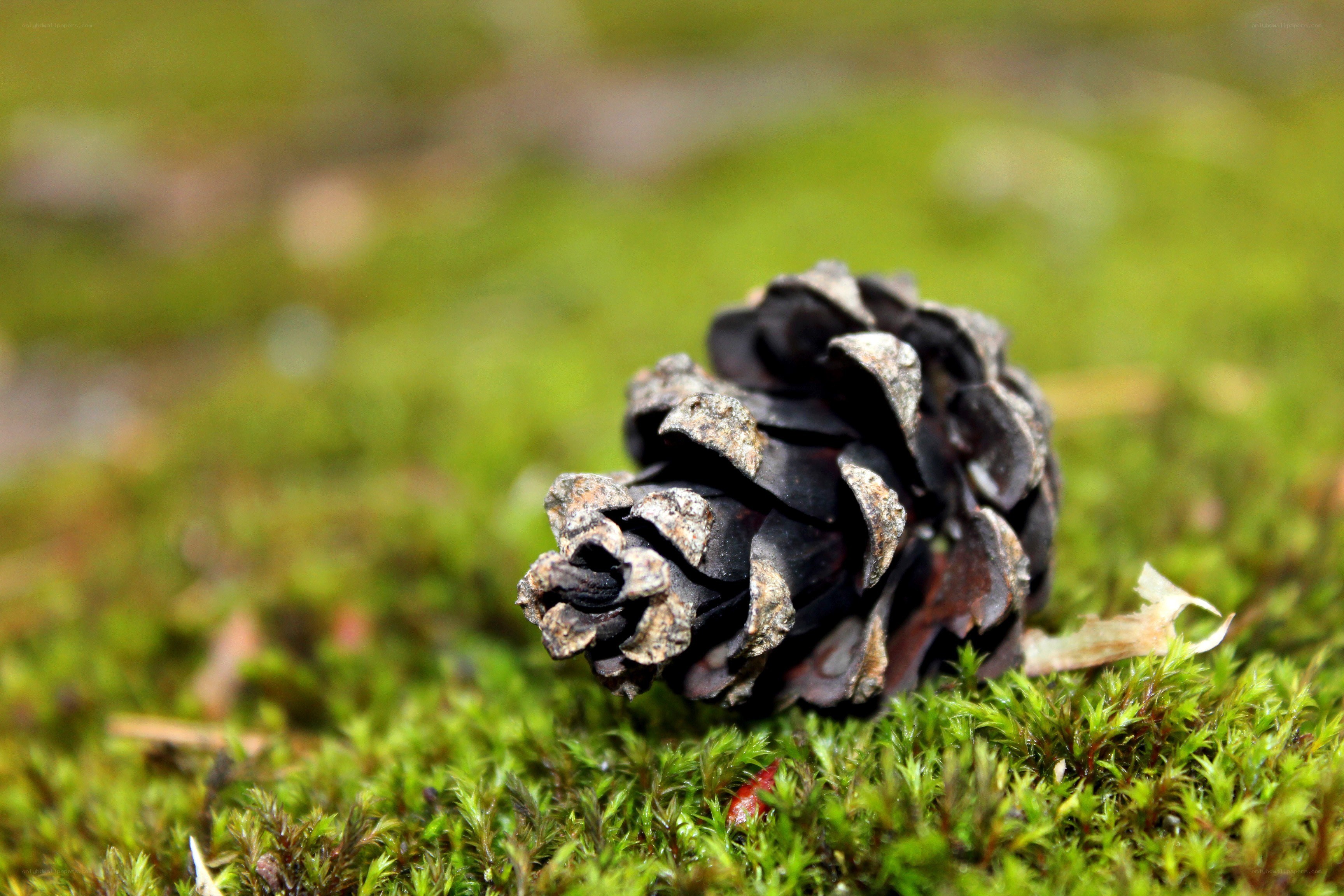 Pine cone on moss