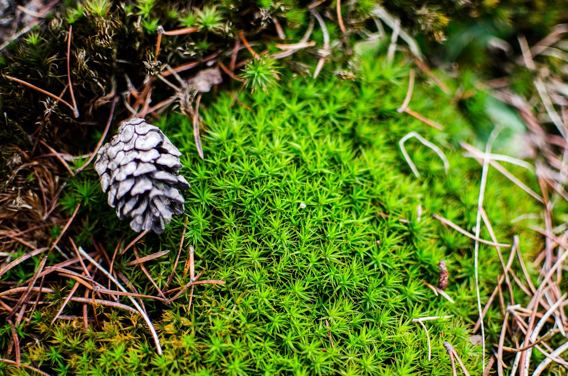 pine cone on moss