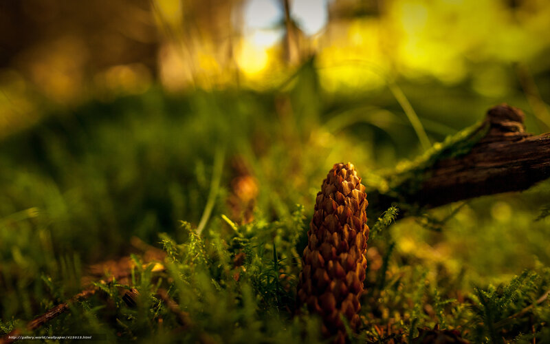 Pine Cone on Moss — Green, Serene
