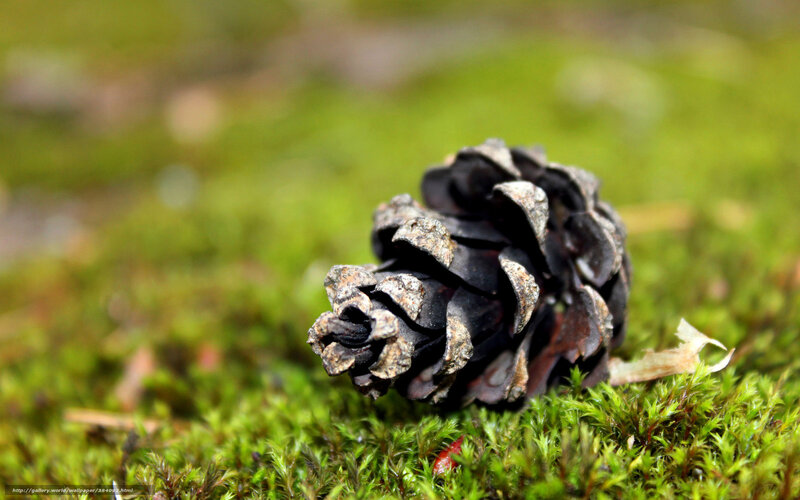 Pine Cone on Moss — Green