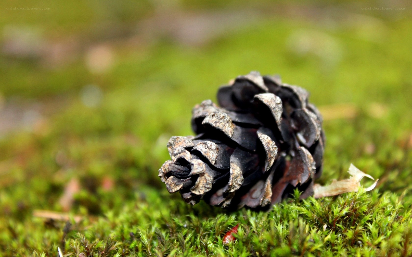 Pine cone on moss