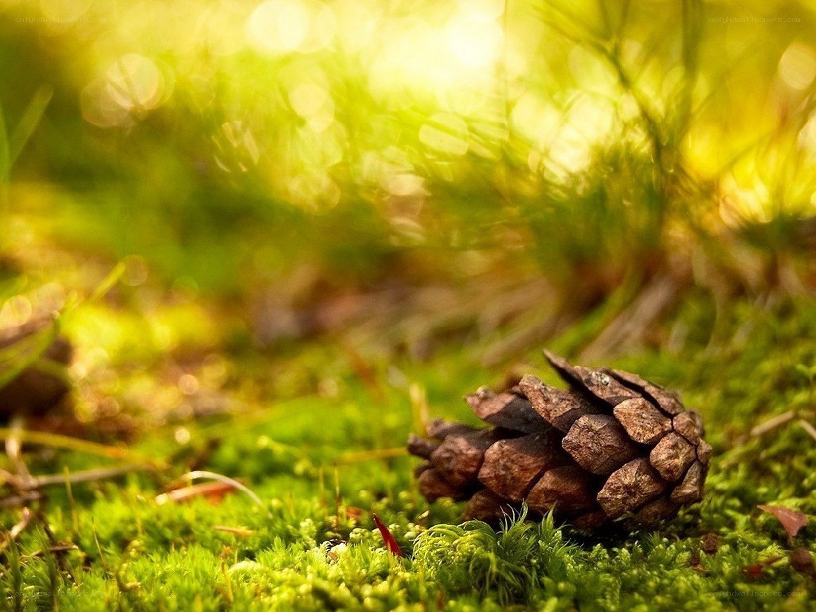 Pine cone on mossy ground