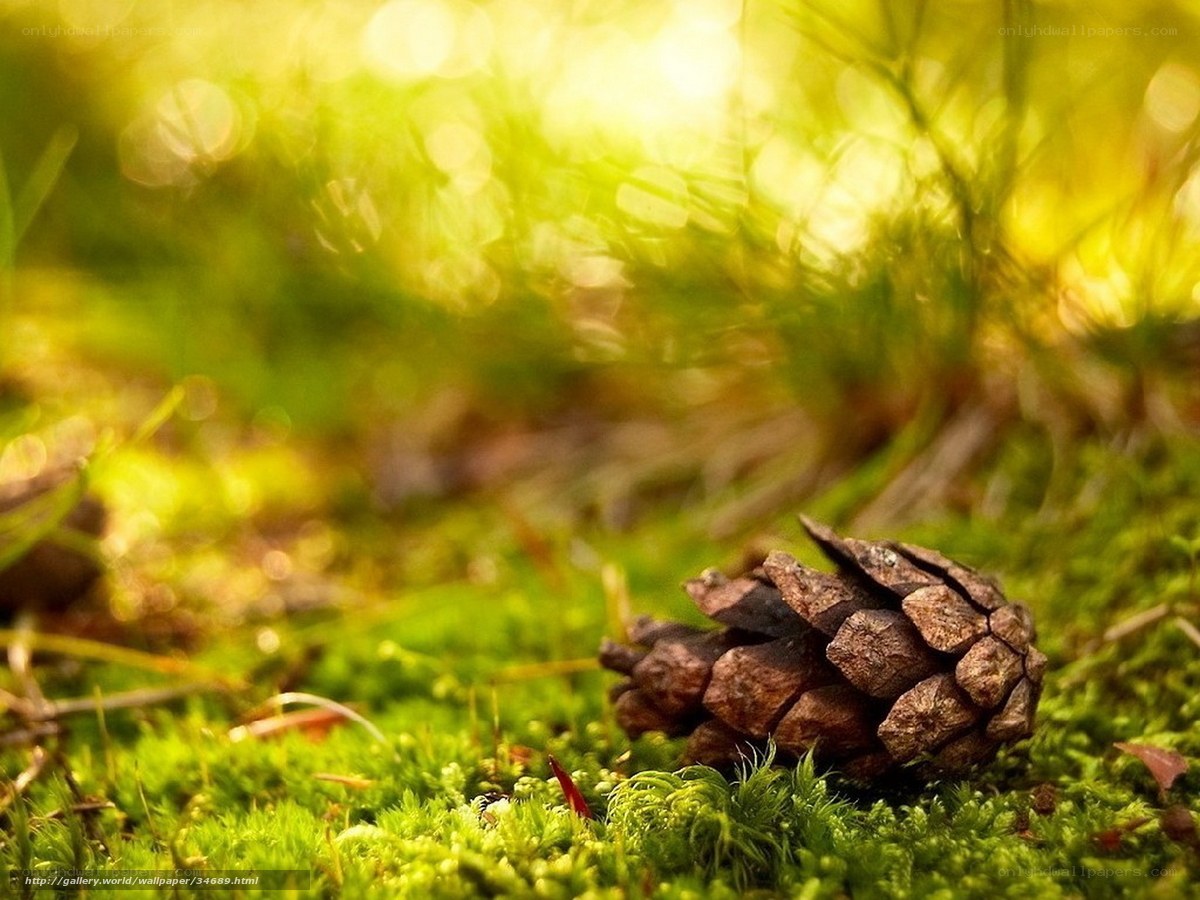 Pine cone on mossy ground