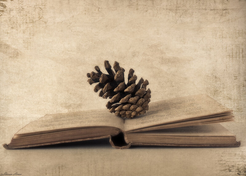 Pine Cone on Open Book — Brown