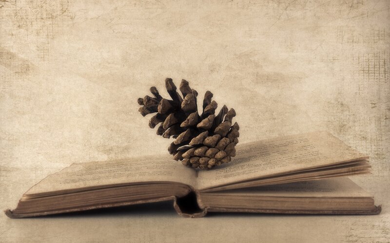 pine cone on open book