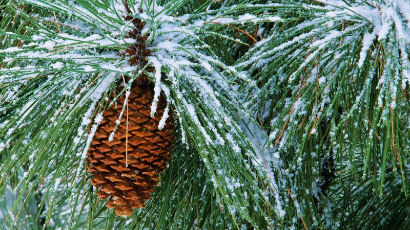 Pine Cone on Snowy Branch — Green, Calm