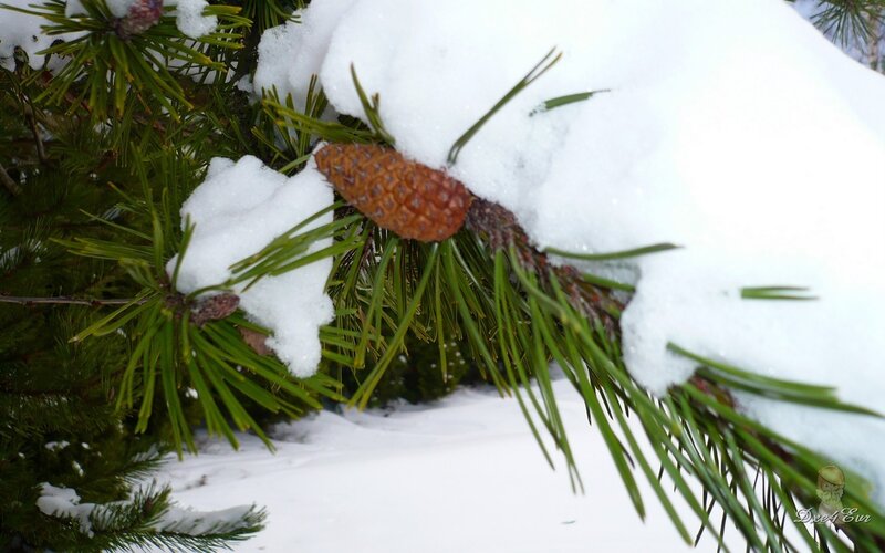 Pine Cone on Snowy Branch — Green, Calm, Winter, Photograph, Snow, Pine Needles