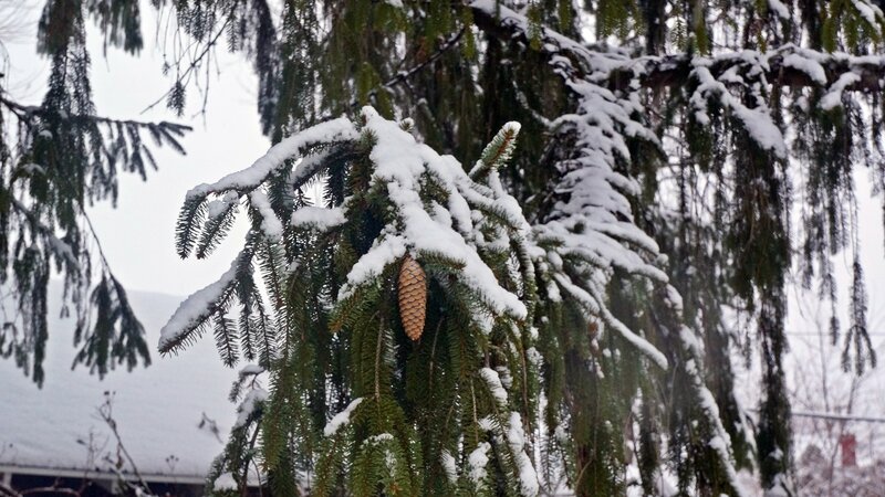 Pine Cone on Snowy Branch — Green