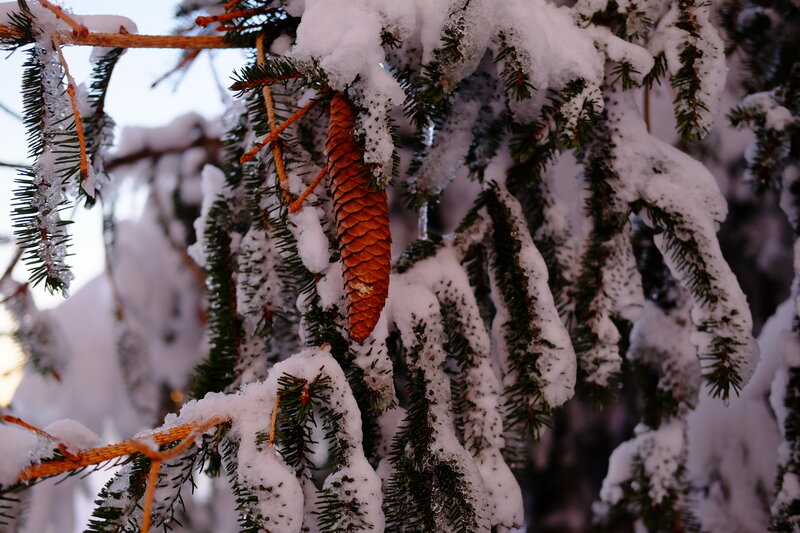 Pine Cone on Snowy Branch — White, Calm